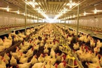 Department of Agriculture temporarily bans French poultry imports