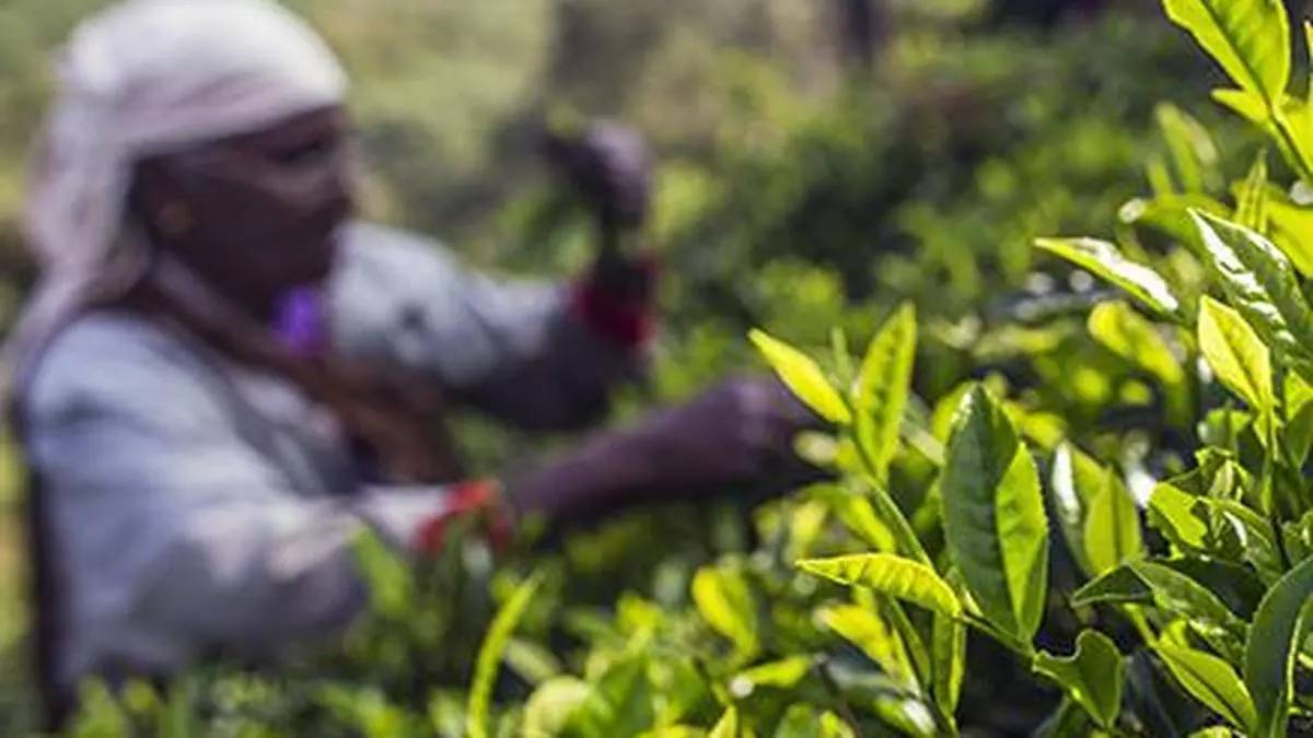 कोयंबटूर चाय नीलामी केंद्र ने व्यापार में मील का पत्थर हासिल किया