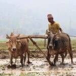 Nepal: An agricultural country?