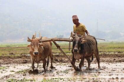 Nepal: An agricultural country?