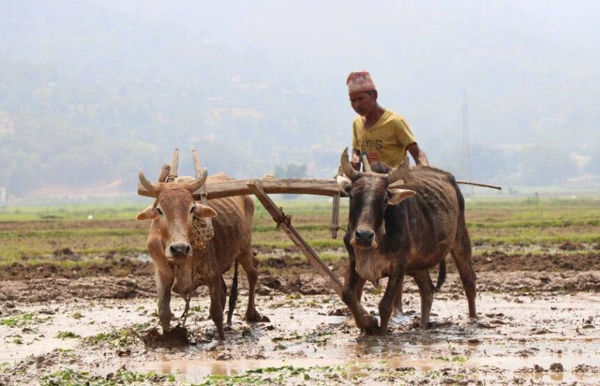 Nepal: An agricultural country?