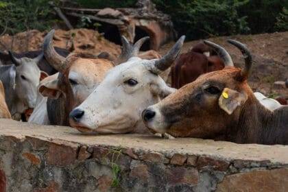 कैसे अपर्याप्त पोषण मवेशियों में खुरपका-मुंहपका रोग के जोखिम को बढ़ाता है