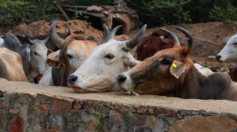 कैसे अपर्याप्त पोषण मवेशियों में खुरपका-मुंहपका रोग के जोखिम को बढ़ाता है