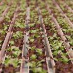 The 2024 Controlled Environment Agriculture Market – What Happened? – Urban Ag News