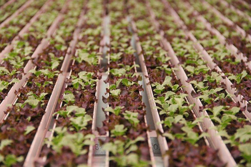 The 2024 Controlled Environment Agriculture Market – What Happened? – Urban Ag News