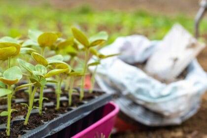 2024 में आत्मविश्वास सूचकांक चढ़ने से कृषि को बढ़ावा मिलता है