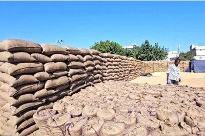 हरियाणा में धान खरीद जोरों पर. (सांकेतिक फोटो)