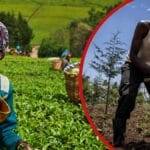 Kenya’s Agriculture: 7 Facts That Prove It’s the Backbone of Our Economy