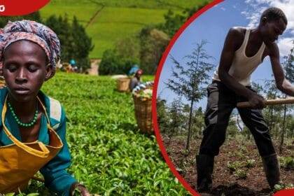 Kenya’s Agriculture: 7 Facts That Prove It’s the Backbone of Our Economy