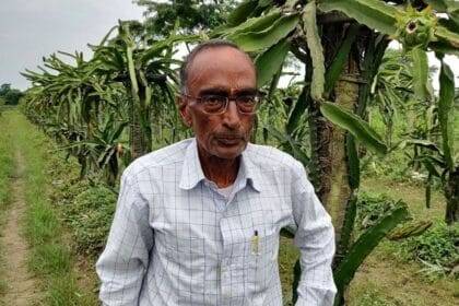 बिहार के 76 वर्षीय किसान ने स्मार्ट ड्रैगन फ्रूट फार्मिंग से कमाए करोड़ों