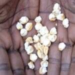 Water-Efficient Maize