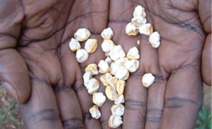 Water-Efficient Maize