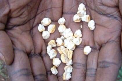 Water-Efficient Maize