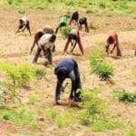 North-East Farmers