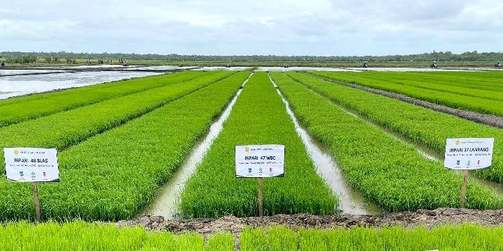 कृषि मंत्री: सहस्त्राब्दी किसान मासिक आरपी20 मिलियन कमा सकते हैं, जो मंत्रियों के वेतन से अधिक है