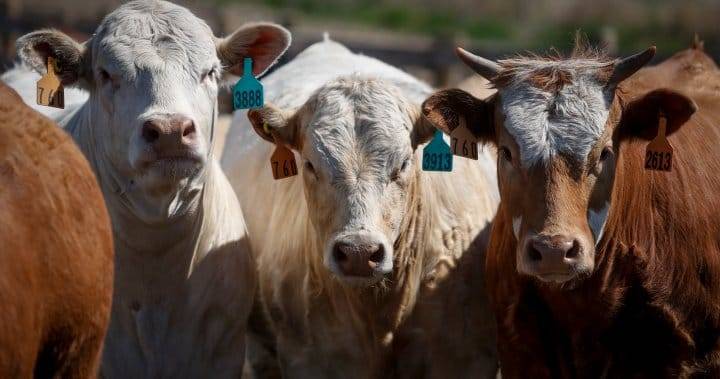 अलबर्टा के कृषि क्षेत्र में महामारी तैयारी विधेयक सी-293 विवाद