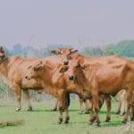 अफरा रोग से पीड़‍ित जानवर की मौत तक हो सकती है