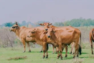 अफरा रोग से पीड़‍ित जानवर की मौत तक हो सकती है