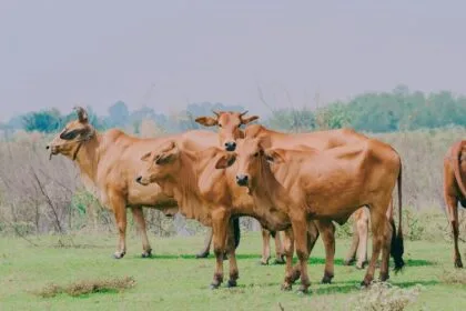 अफरा रोग से पीड़‍ित जानवर की मौत तक हो सकती है