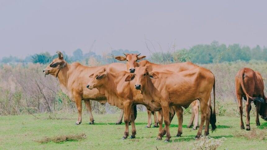 अफरा रोग से पीड़‍ित जानवर की मौत तक हो सकती है