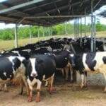 गायों के लिए कृत्रिम गर्भाधान है बेहद कारगर (Photo-Kisan Tak)