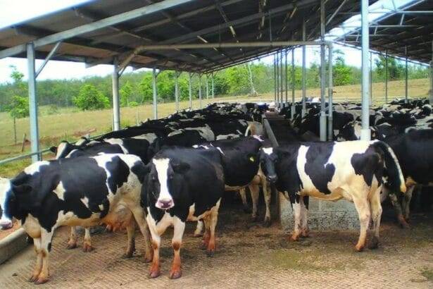 गायों के लिए कृत्रिम गर्भाधान है बेहद कारगर (Photo-Kisan Tak)