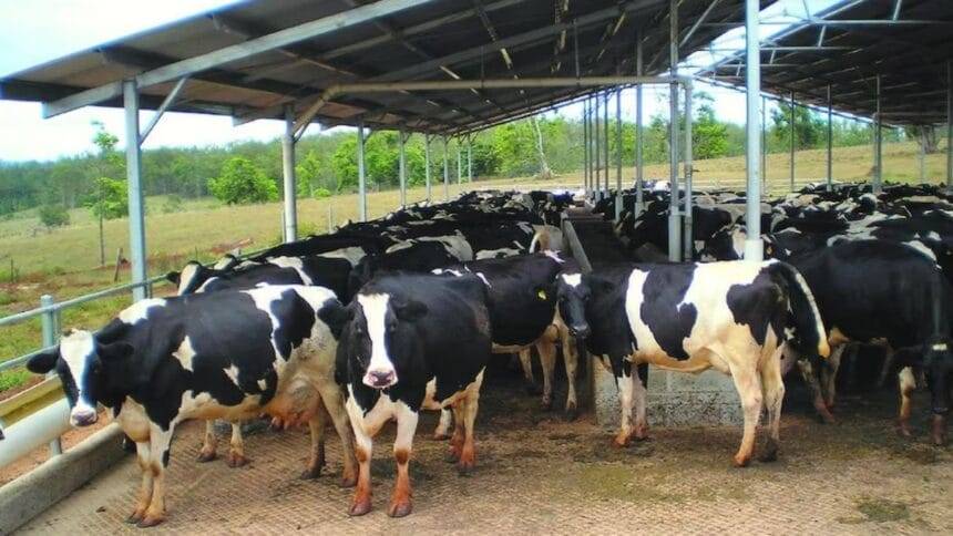 गायों के लिए कृत्रिम गर्भाधान है बेहद कारगर (Photo-Kisan Tak)