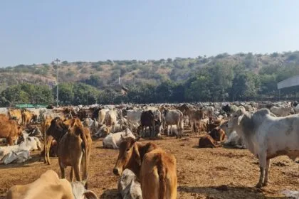 यूपी की गौशालाओं में गायों का सप्ताह में दो बार डाक्टर करेंगे चैकअप (सांकेतिक फोटो)