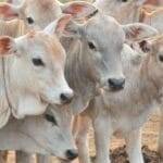 The Rajasthan government said that the Chief Minister Animal Husbandry Development Fund will be constituted with a provision of Rs 250 crore. (Representative image)