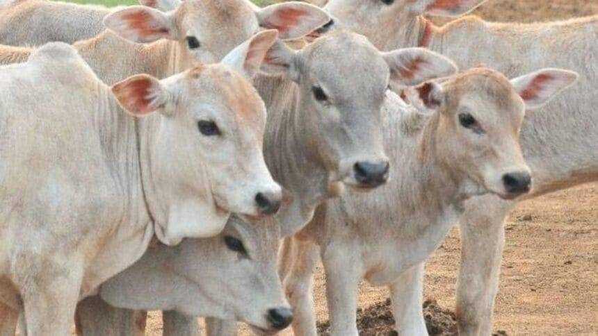 The Rajasthan government said that the Chief Minister Animal Husbandry Development Fund will be constituted with a provision of Rs 250 crore. (Representative image)