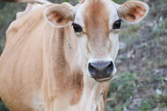 उत्तर प्रदेश में पशुसेवा को प्राथमिकता, मंत्री धर्मपाल सिंह ने पशुधन प्रसार अधिकारियों को दिलाई शपथ
