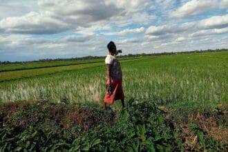 'एशिया से' कृंतकों के रूप में हथियारों का आह्वान म्वेआ में चावल के खेतों को तबाह कर रहा है