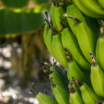 Banana Farming Makes Farmers Richer know all about this farming Banana Farming: गेहूं-मक्का छोड़ करें केले की ​खेती, कुछ ही समय में होगी तगड़ी कमाई