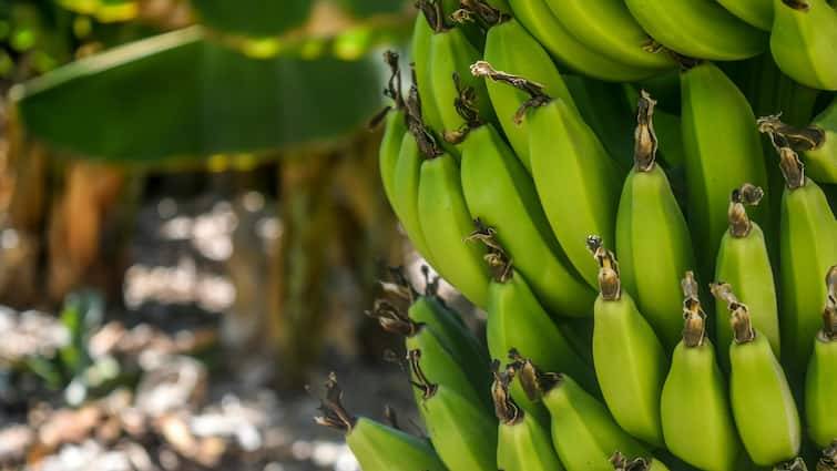 Banana Farming Makes Farmers Richer know all about this farming Banana Farming: गेहूं-मक्का छोड़ करें केले की ​खेती, कुछ ही समय में होगी तगड़ी कमाई