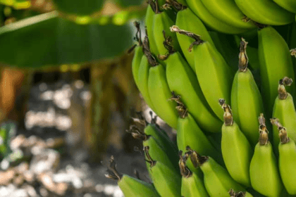 Banana Farming Makes Farmers Richer know all about this farming Banana Farming: गेहूं-मक्का छोड़ करें केले की ​खेती, कुछ ही समय में होगी तगड़ी कमाई