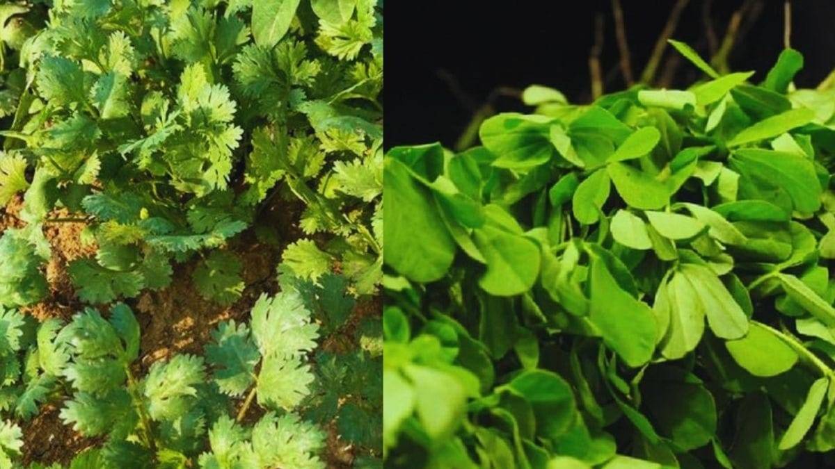 मसालों की खेती