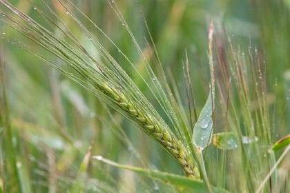 दक्षिणपूर्व में जैविक अनाज और चारा उत्पादन को लाभदायक और टिकाऊ बनाना