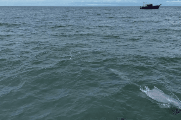 सीआईएफटी ने समुद्री स्तनपायी-मत्स्य पालन पर पहला ड्रोन आधारित अध्ययन आयोजित किया