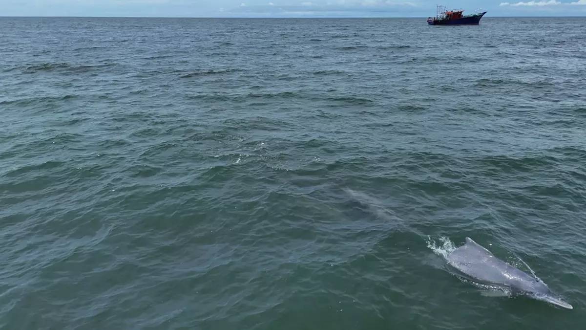 सीआईएफटी ने समुद्री स्तनपायी-मत्स्य पालन पर पहला ड्रोन आधारित अध्ययन आयोजित किया