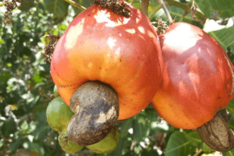 cashew cultivation makes farmer richer it has high demand in the market for 12 months बंपर कमाई के लिए करें काजू की खेती, बाजार में रहती है 12 महीने हाई डिमांड