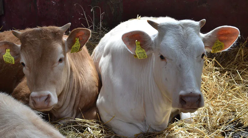 पशुपालन योजनाओं के मूल्यांकन के लिए केंद्र सरकार का दल 4 अक्टूबर को पहुंचेगा मध्यप्रदेश