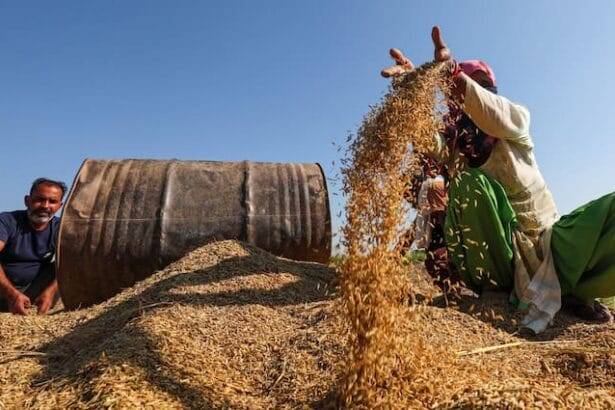Paddy Procurement Chhattisgarh Government procure 160 mt paddy from this date 160 एमटी धान की खरीद करेगी छत्तीसगढ़ सरकार, इस डेट से शुरू हो जाएगी खरीद