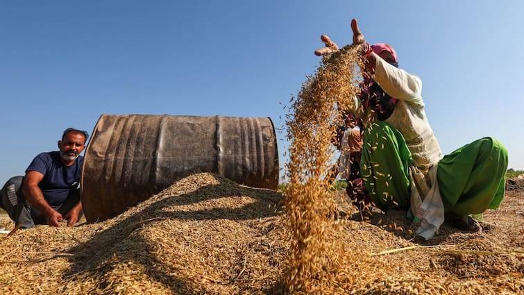 Paddy Procurement Chhattisgarh Government procure 160 mt paddy from this date 160 एमटी धान की खरीद करेगी छत्तीसगढ़ सरकार, इस डेट से शुरू हो जाएगी खरीद