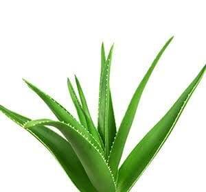 चीनी कंपनी चीन को निर्यात के लिए पाकिस्तान में औषधीय एलोवेरा की खेती करती है