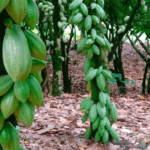 Cacao pods in Ntui, Cameroon. Image by Jonas Ngouhouo-Poufoun.