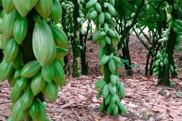 Cacao pods in Ntui, Cameroon. Image by Jonas Ngouhouo-Poufoun.