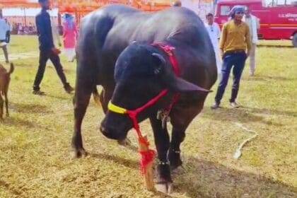 Crowd gathered to see the expensive buffalo in the agricultural fair, you will be surprised to know the dosage and price.