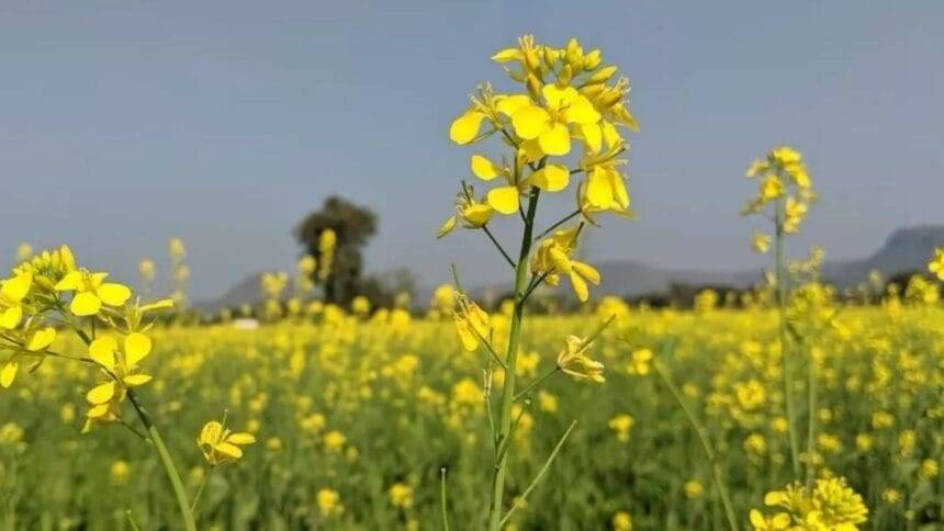 सरसों की खेती