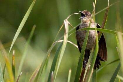 यूएसडीए/एनआरसीएस से सीएसपी/ईक्यूआईपी संसाधनों के लिए 1 नवंबर की समय सीमा