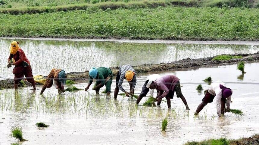 डिजिटल फसल सर्वेक्षण से धान का रकबा असामान्य रूप से अधिक होने का पता चला है